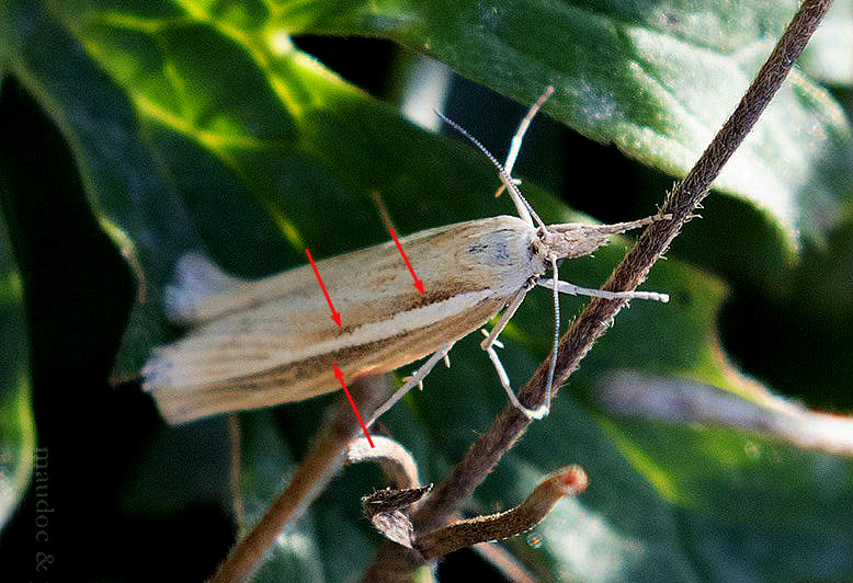 Falena da ID: Agriphila cfr. tristella, Crambidae  - Lessinia (VR)